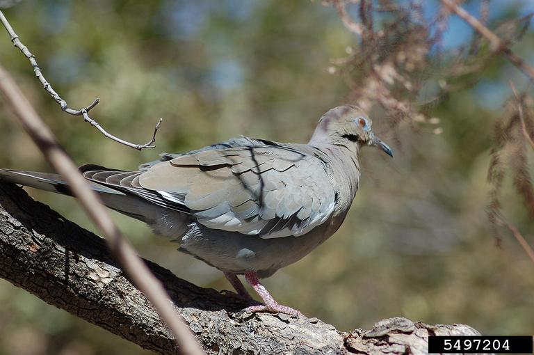 white-winged dove Zenaida asiatica