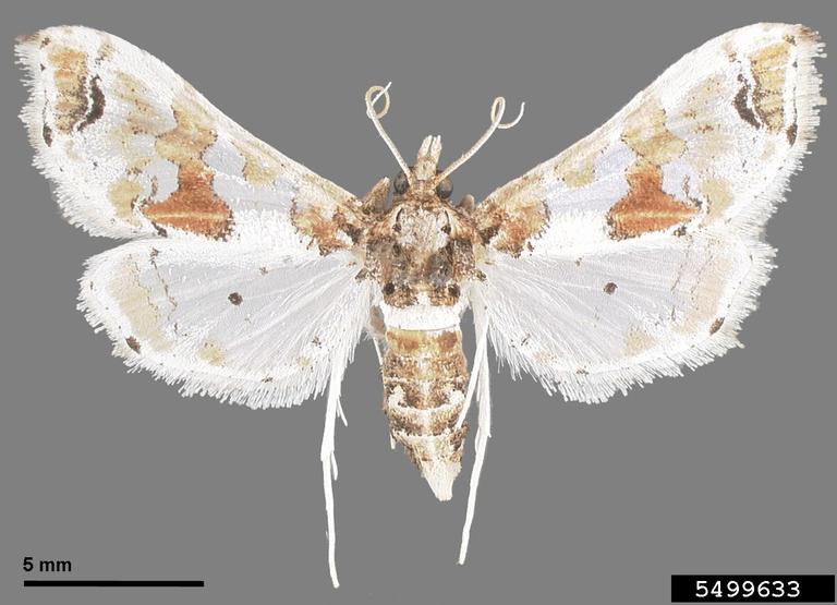 eggplant fruit borer (Leucinodes orbonalis)