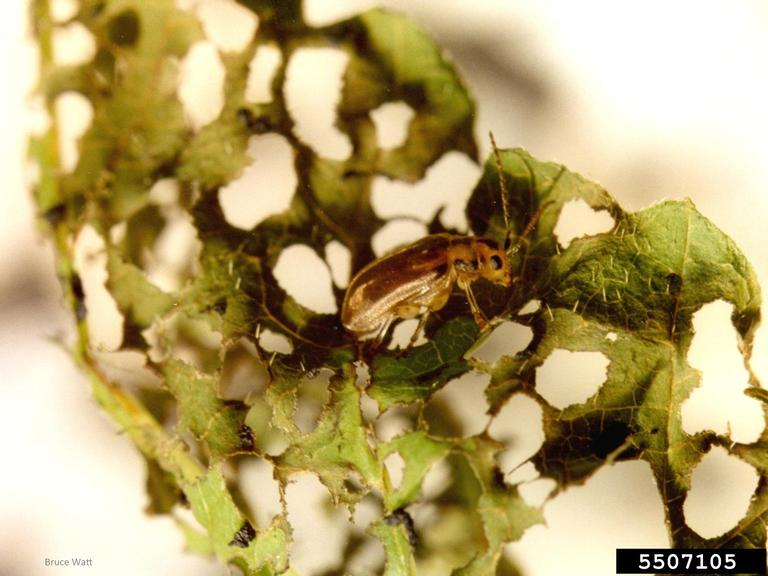 viburnum leaf beetle Pyrrhalta viburni