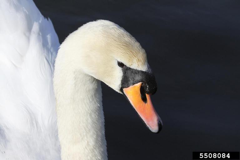 mute swan Cygnus olor