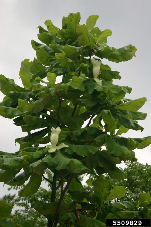 bigleaf magnolia, Magnolia macrophylla (Magnoliales Magnoliaceae