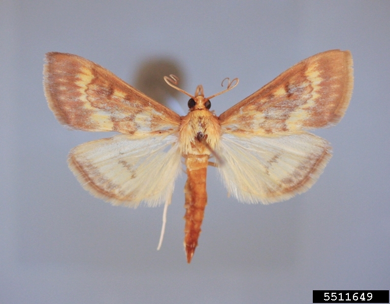 Asian corn borer (Ostrinia furnacalis) Factsheet Images