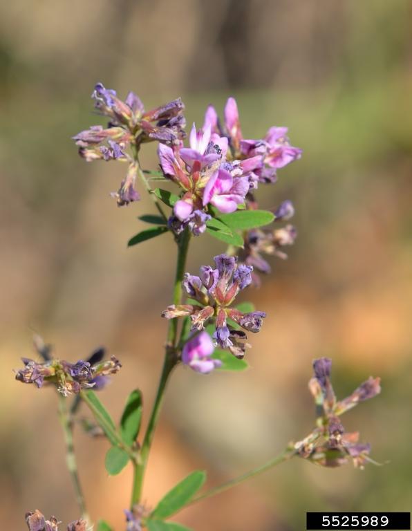 hairy lespedeza Lespedeza hirta
