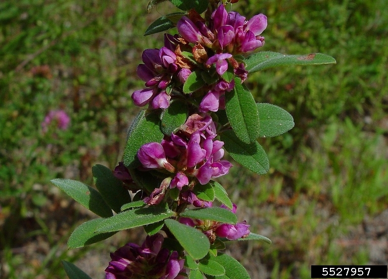 hairy bush clovers Lespedeza