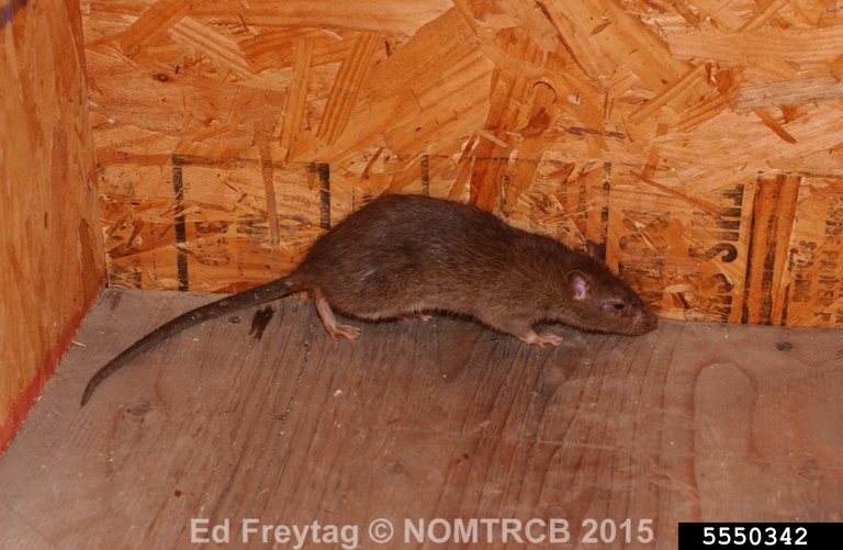 Norway rat Rattus norvegicus