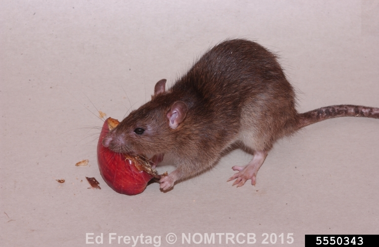 Norway rat Rattus norvegicus