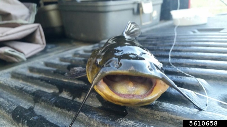 black bullhead Ameiurus melas