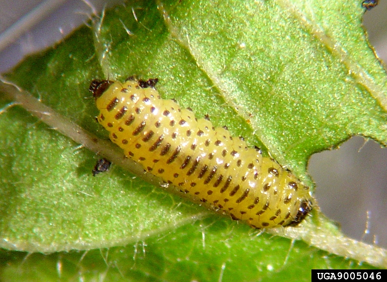 viburnum leaf beetle Pyrrhalta viburni