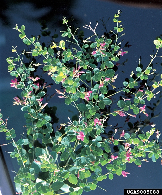 shrubby lespedeza Lespedeza bicolor