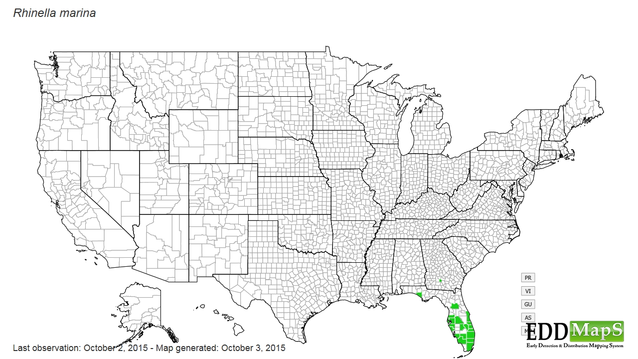 cane toad, Rhinella marina N/A Anura Bufonidae