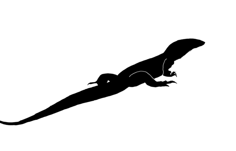 Large-Sized Lizard