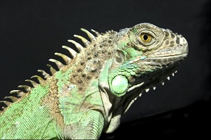 Florida Invasive Species Partnership