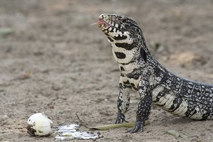 Florida Invasive Species Partnership