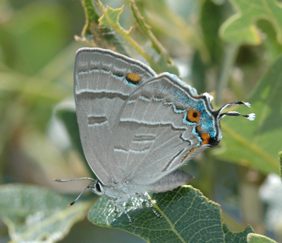 Colorado Hairstreak Bugwoodwiki