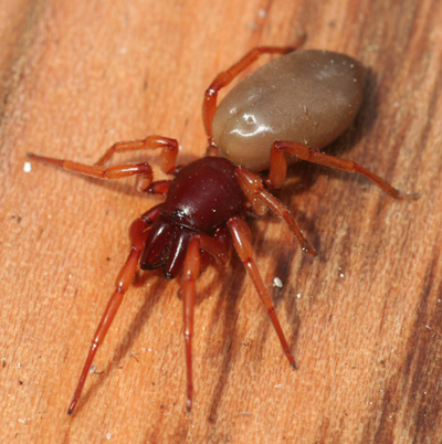Poison Roly Poly What Kills Roly Poly Bug | Meet The Roly Poly (aka Pill Bug) & Learn ...