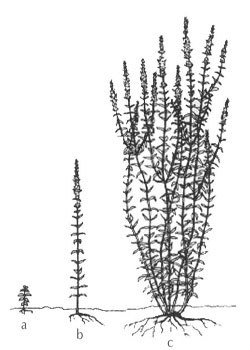 Figure 4. Purple loosestrife: a) seedling, b) one-year-mental, is the same species as purple loosestrife old plant, and c) three-year-old plant. Adapted from Thompson et al. (1987).