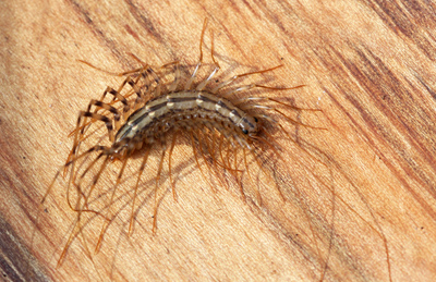 HPIPM:House Centipede - Bugwoodwiki