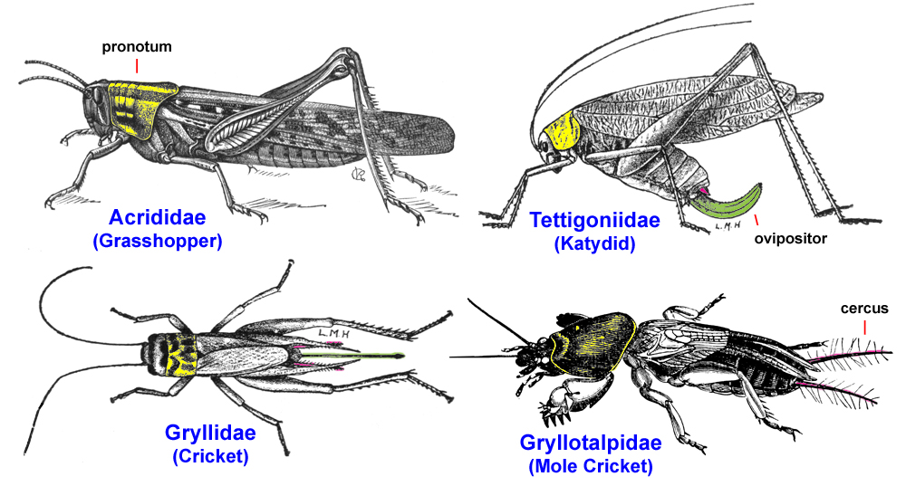 Jerady Insect Jeopardy: Insect Orders Jeopardy Template