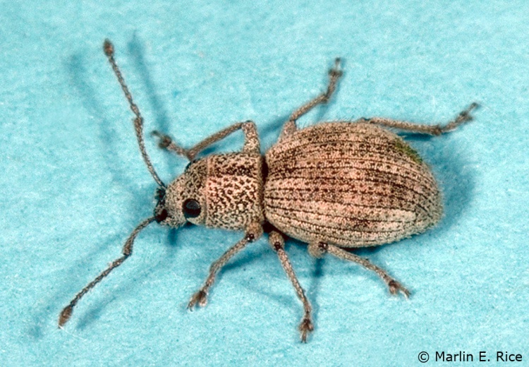 Calomycterus setarius (soybean) Bugwoodwiki