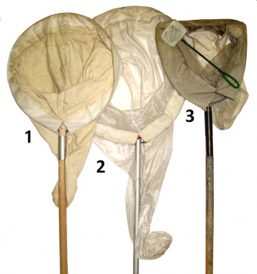 Collecting insects - Bugwoodwiki