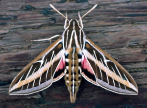 Most Common Moth In Colorado