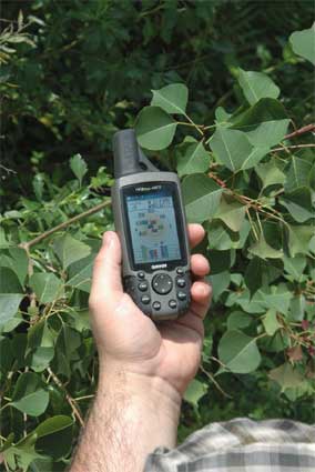 Taking GPS coordinates of Chinese tallow tree infestation