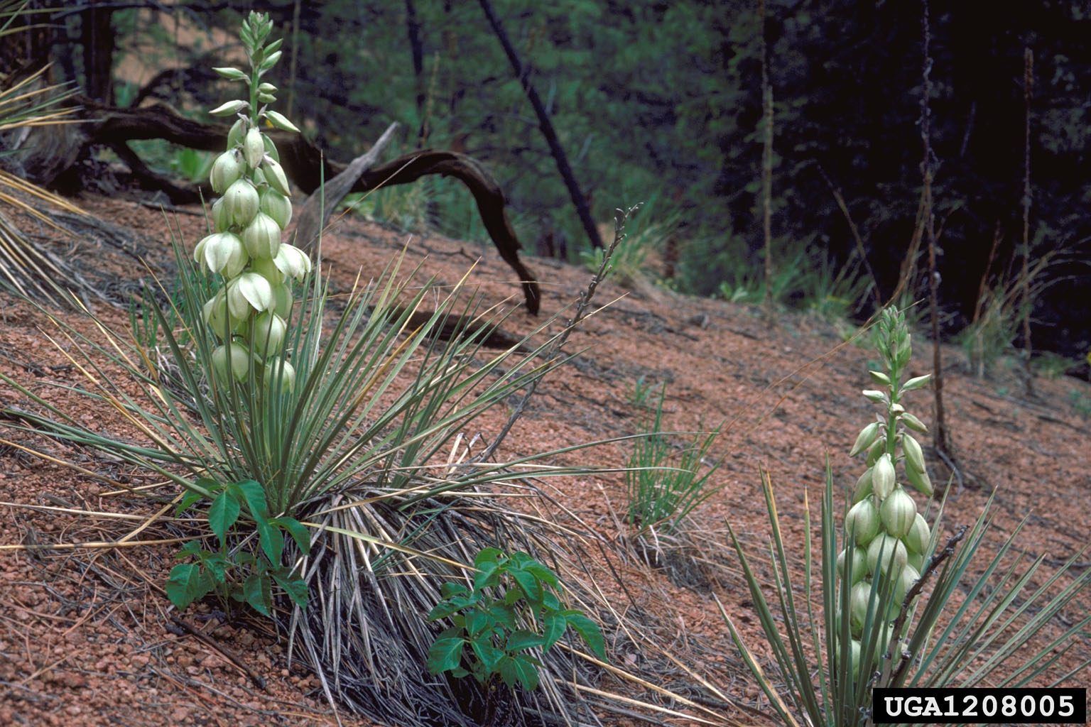 Great Plains yucca (Yucca glauca)