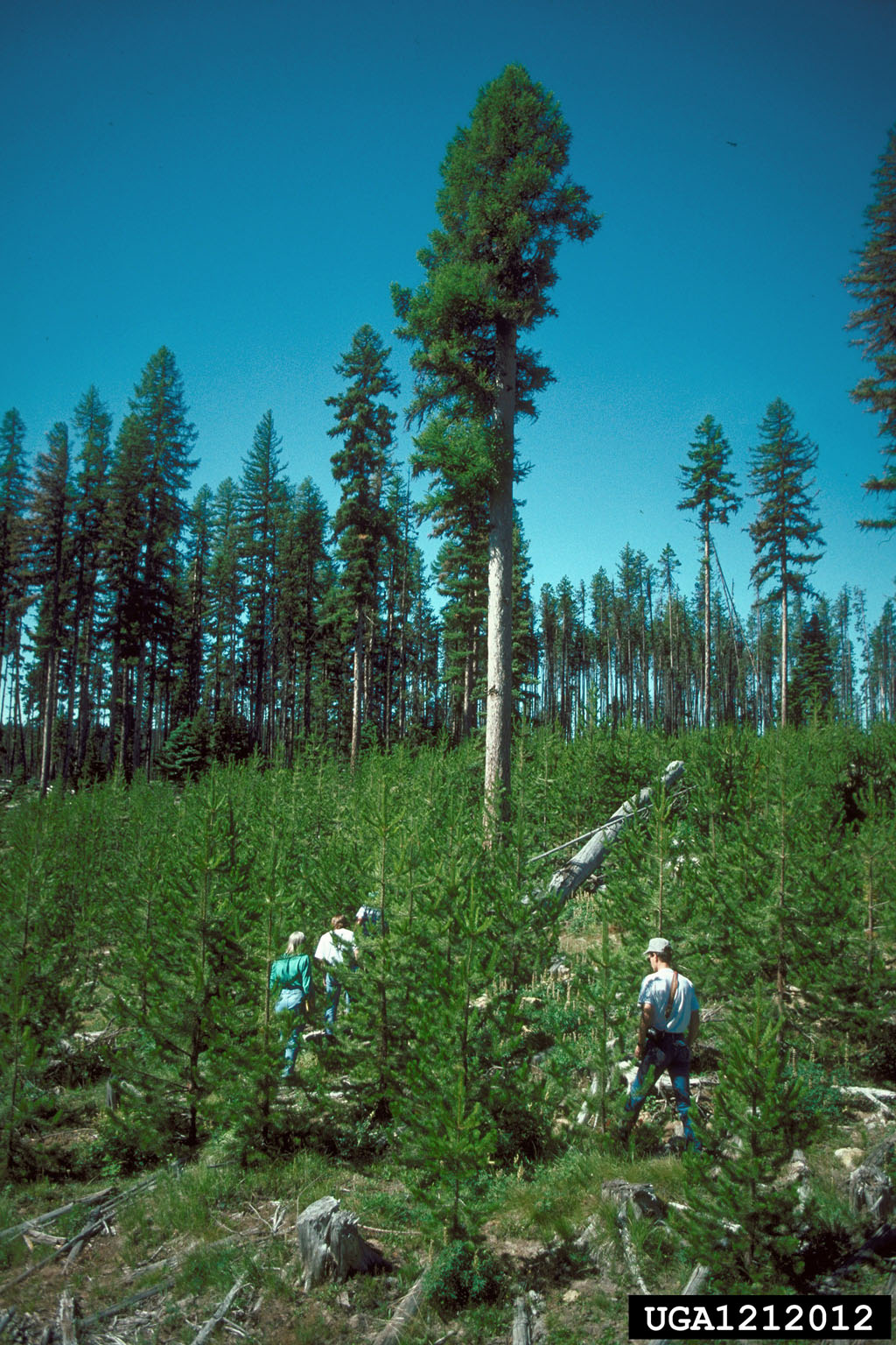 lodgepole pine (Pinus contorta)