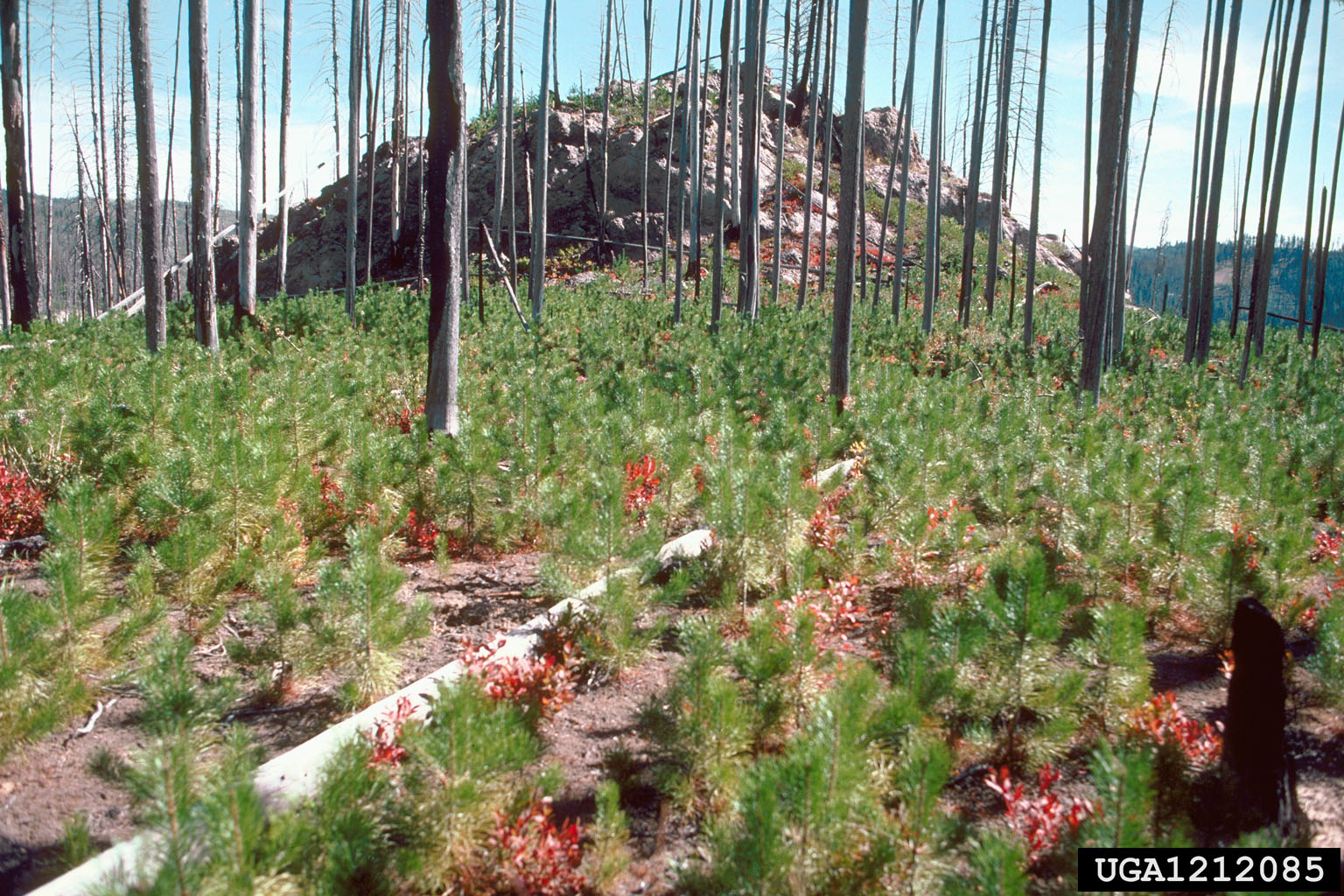 lodgepole pine (Pinus contorta)