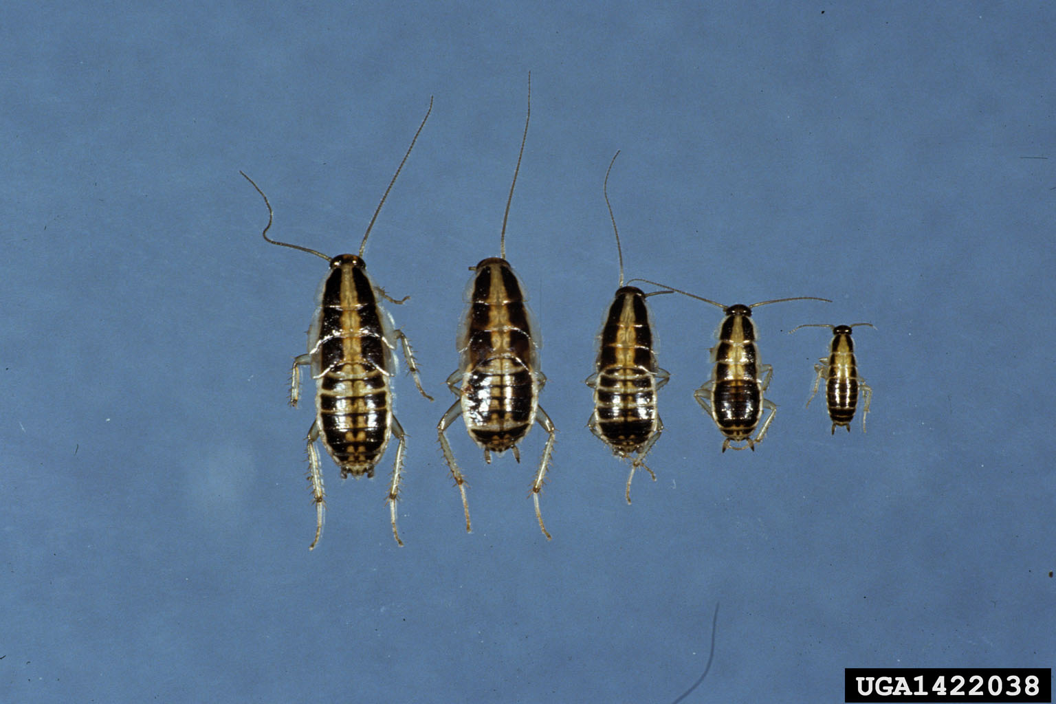 field cockroach (Blattella vaga)