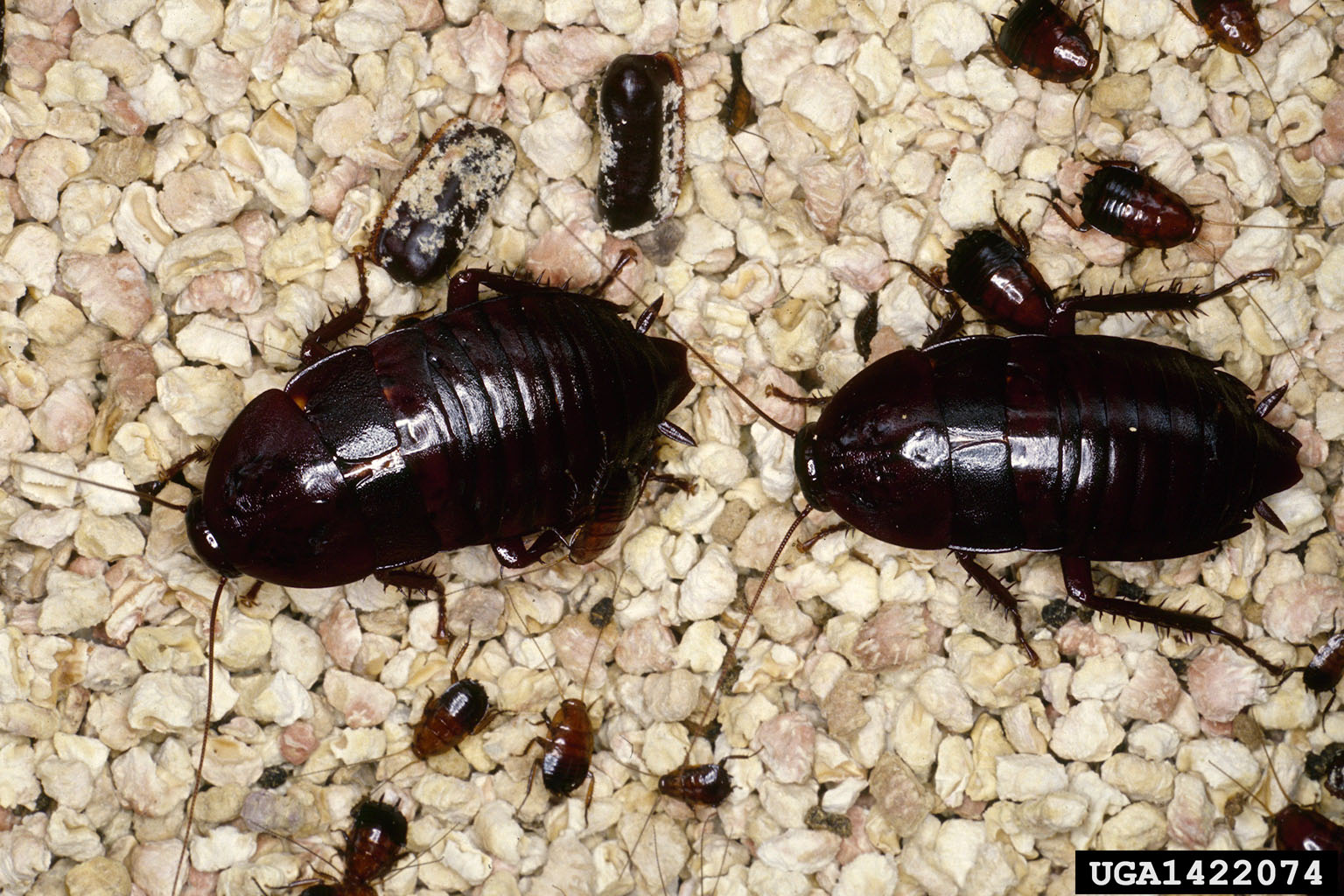 Florida woods cockroach (Eurycotis floridana)