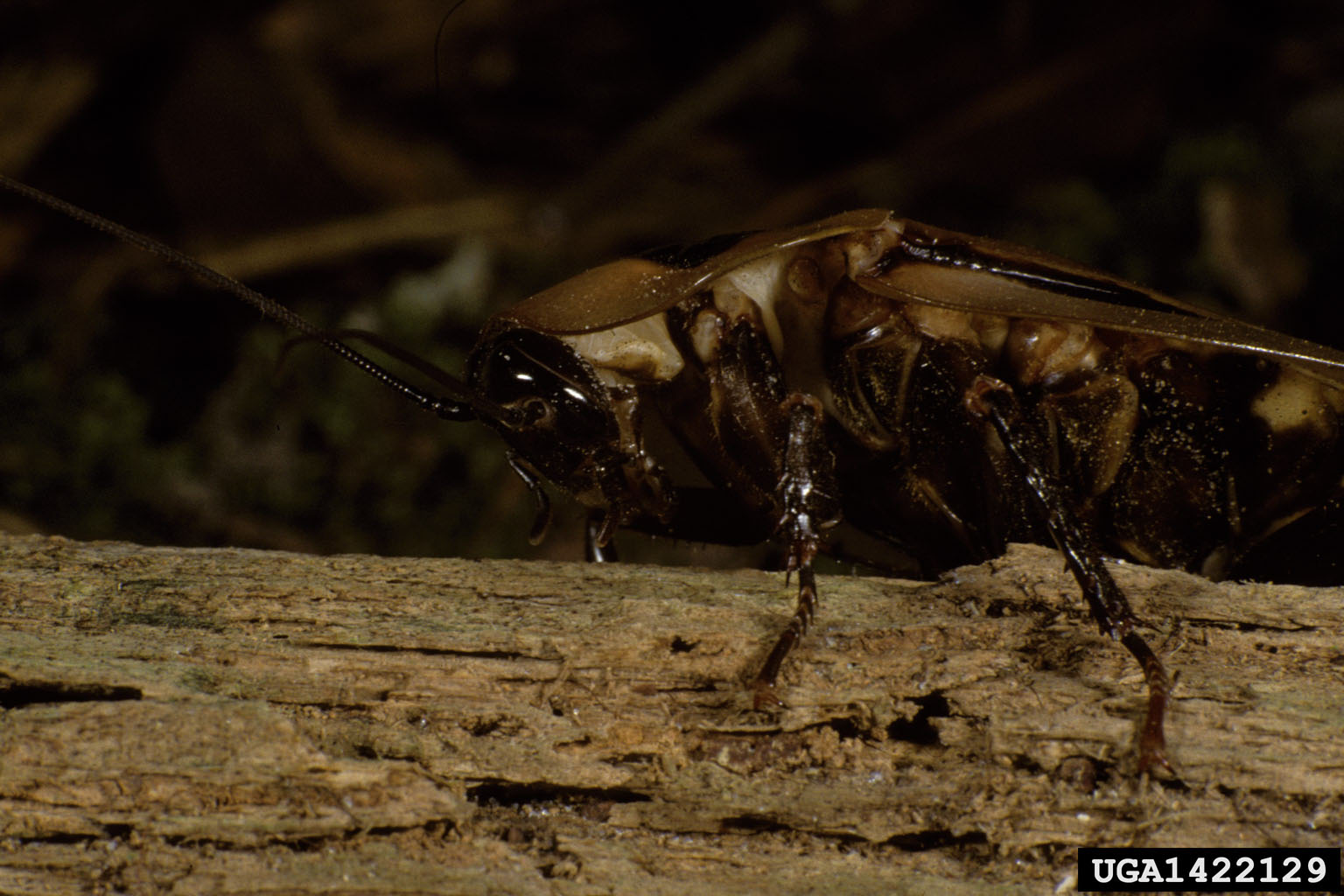 giant cave cockroach (Blaberus giganteus)