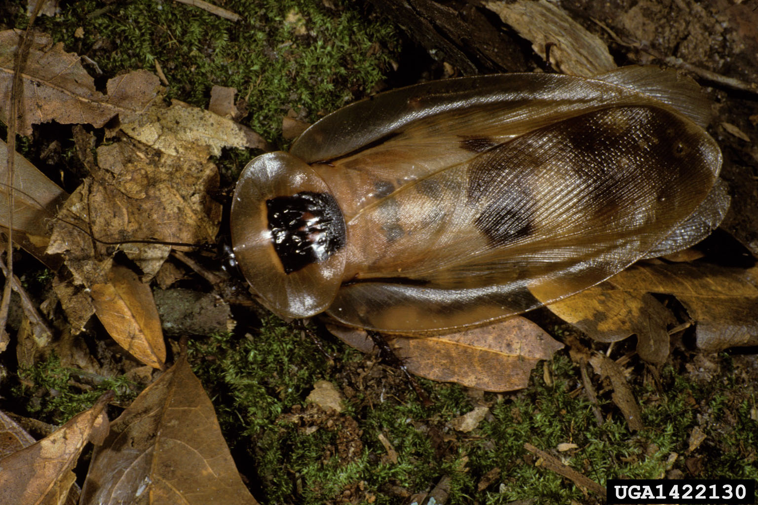 giant cave cockroach, Blaberus giganteus (Blattodea Blaberidae) 1422130