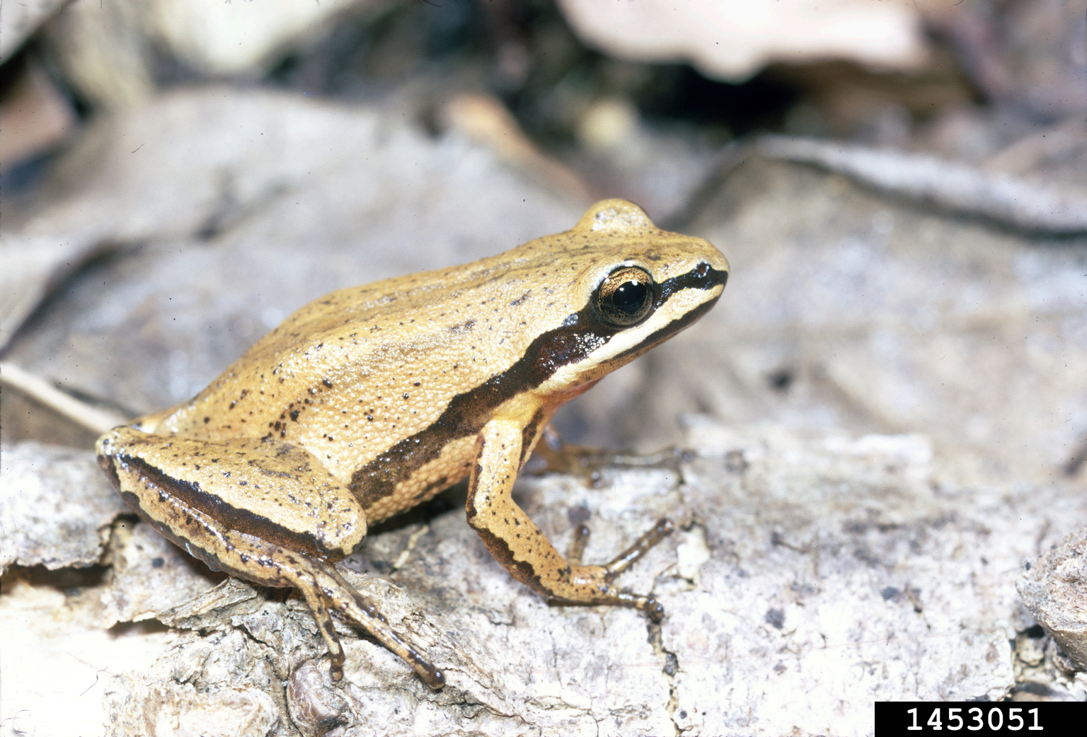 Brimley's chorus frog (Pseudacris brimleyi)