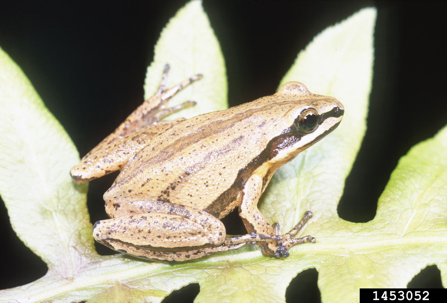 Brimley's chorus frog (Pseudacris brimleyi)