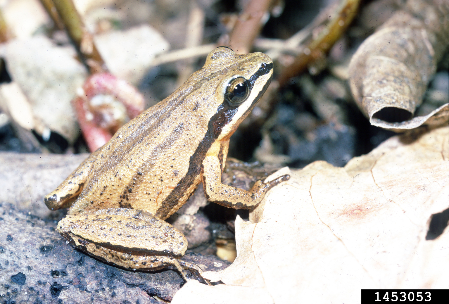 Brimley's chorus frog (Pseudacris brimleyi)