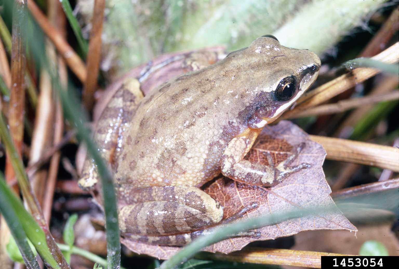 Southern chorus frog (Pseudacris nigrita)