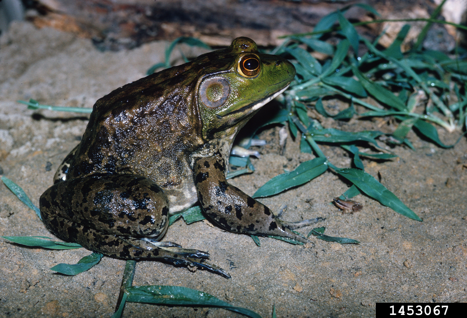 American bullfrog (Lithobates catesbeianus)