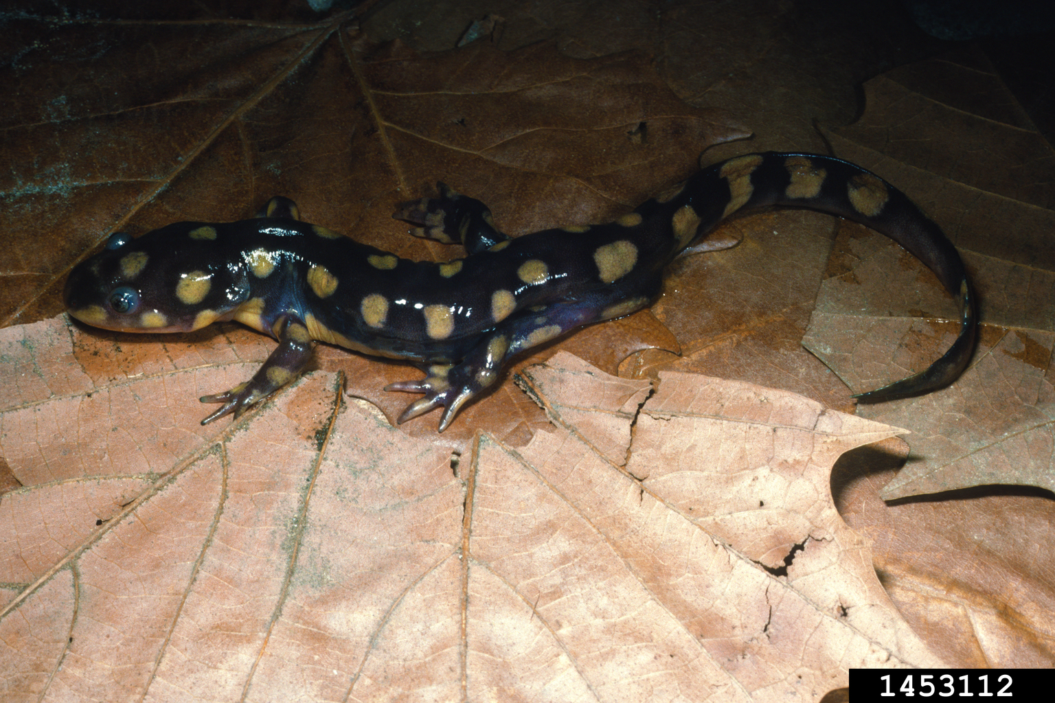 tiger salamander, Ambystoma tigrinum (Caudata