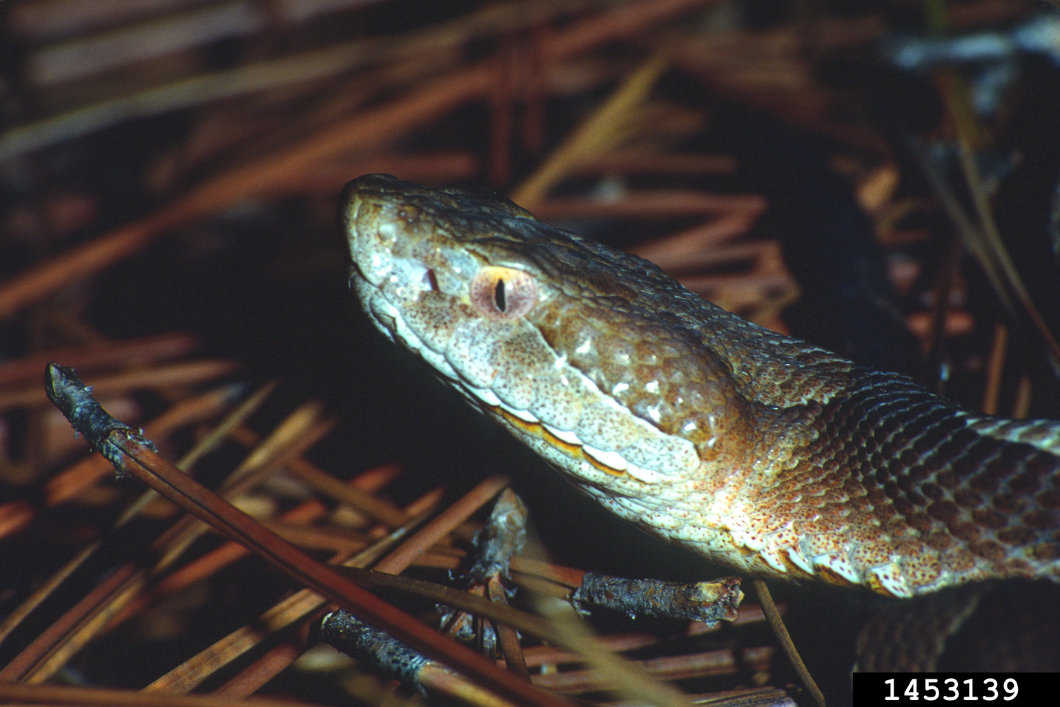 copperhead (Agkistrodon contortrix)