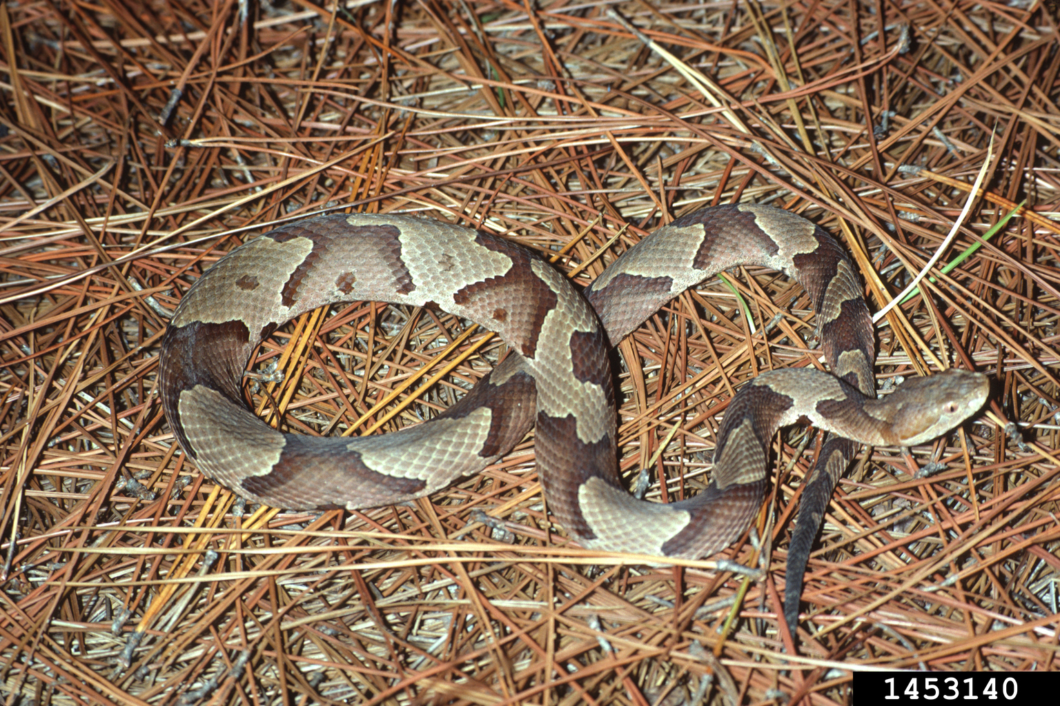 copperhead (Agkistrodon contortrix)