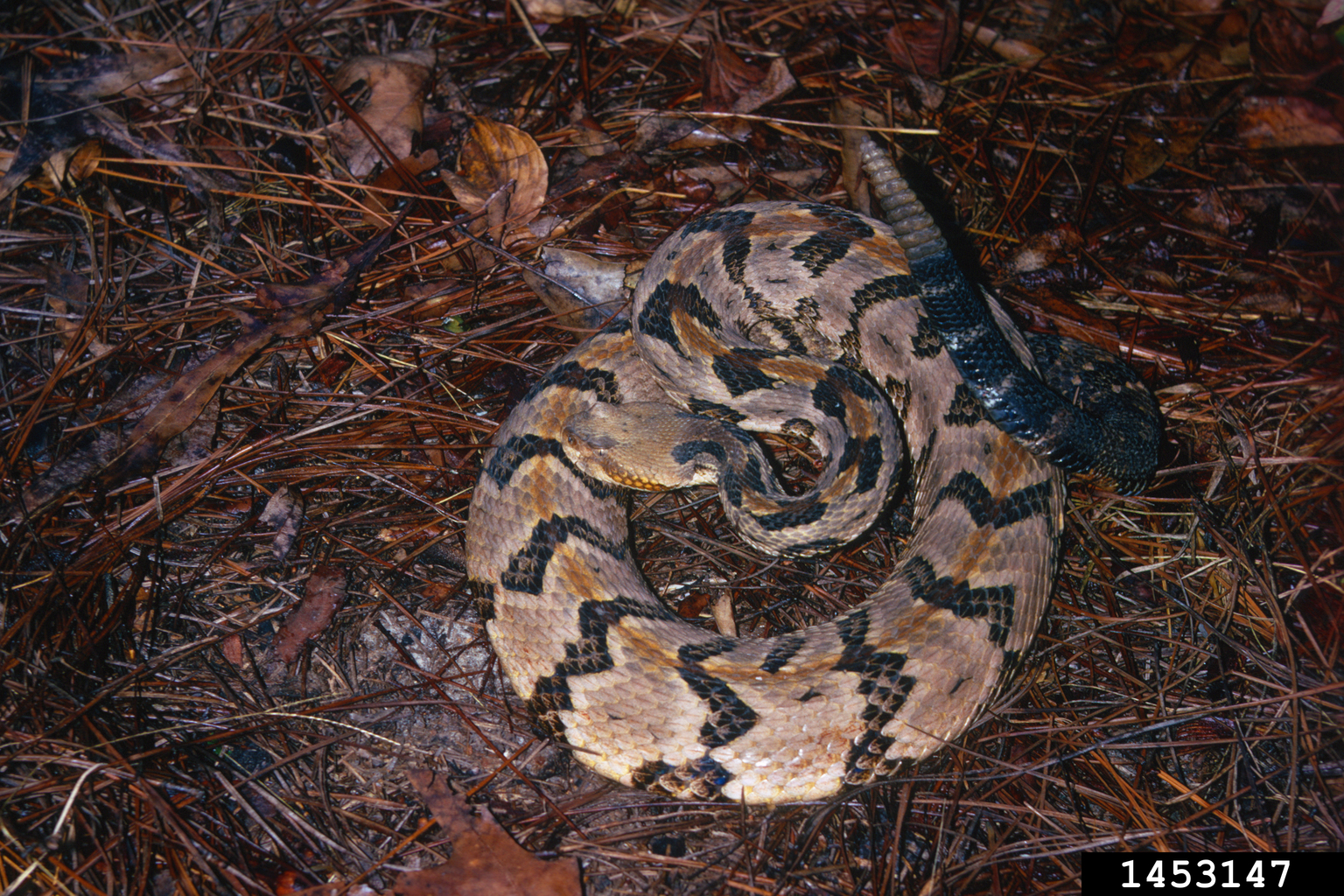 timber rattlesnake (Crotalus horridus)