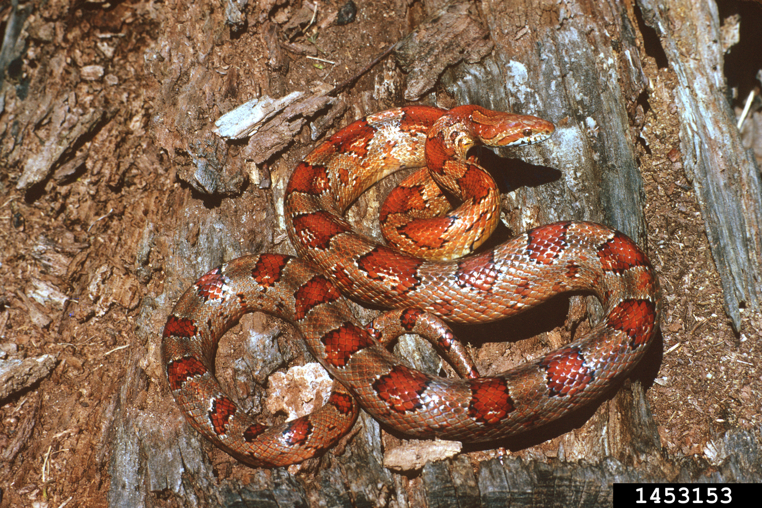 eastern corn snake (Pantherophis guttatus)