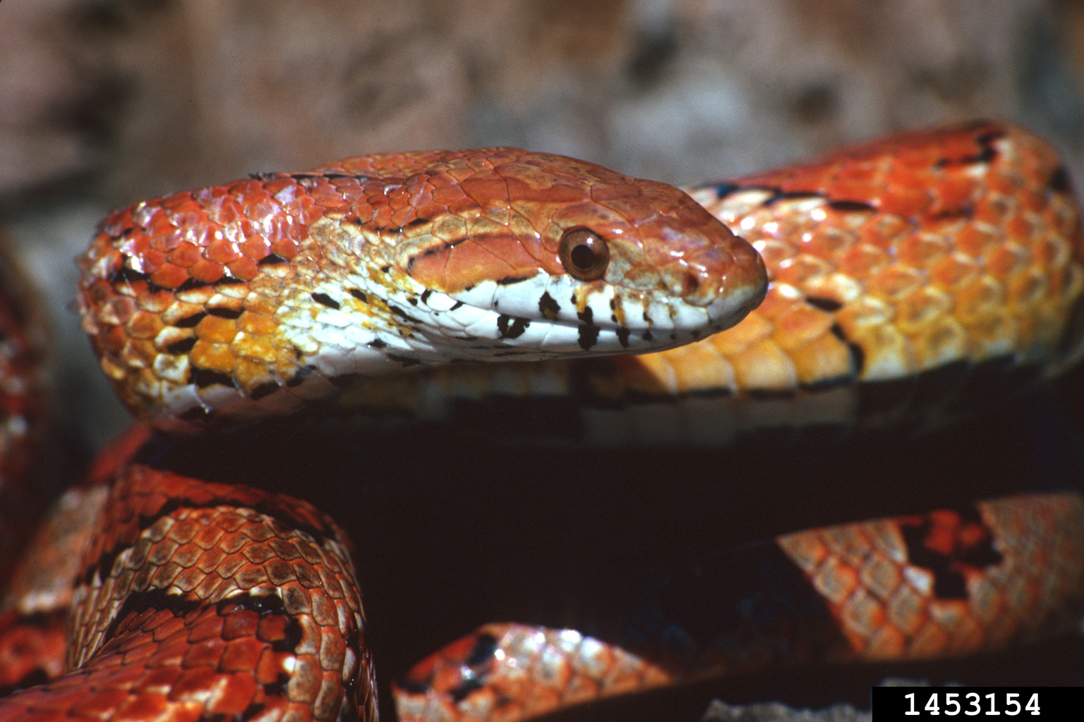 eastern corn snake (Pantherophis guttatus)