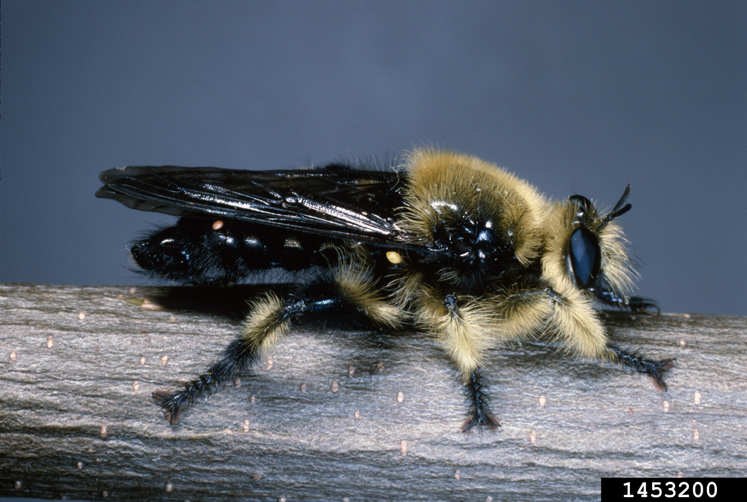 bumble bee mimic robber fly (Laphria thoracica)
