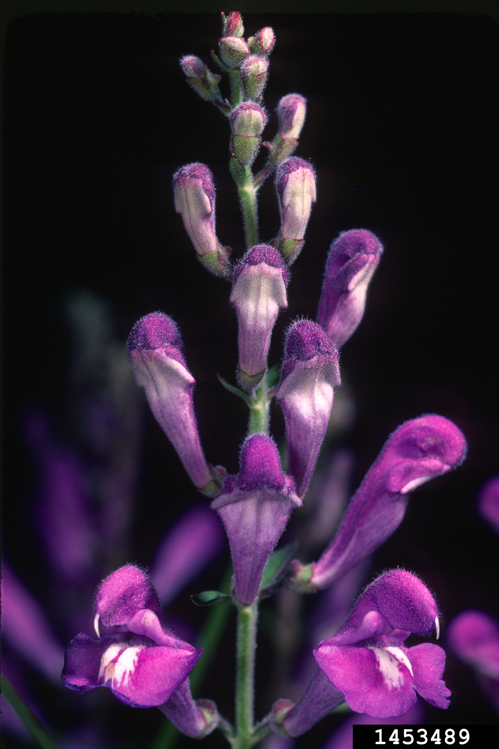 helmet flower (Scutellaria integrifolia)