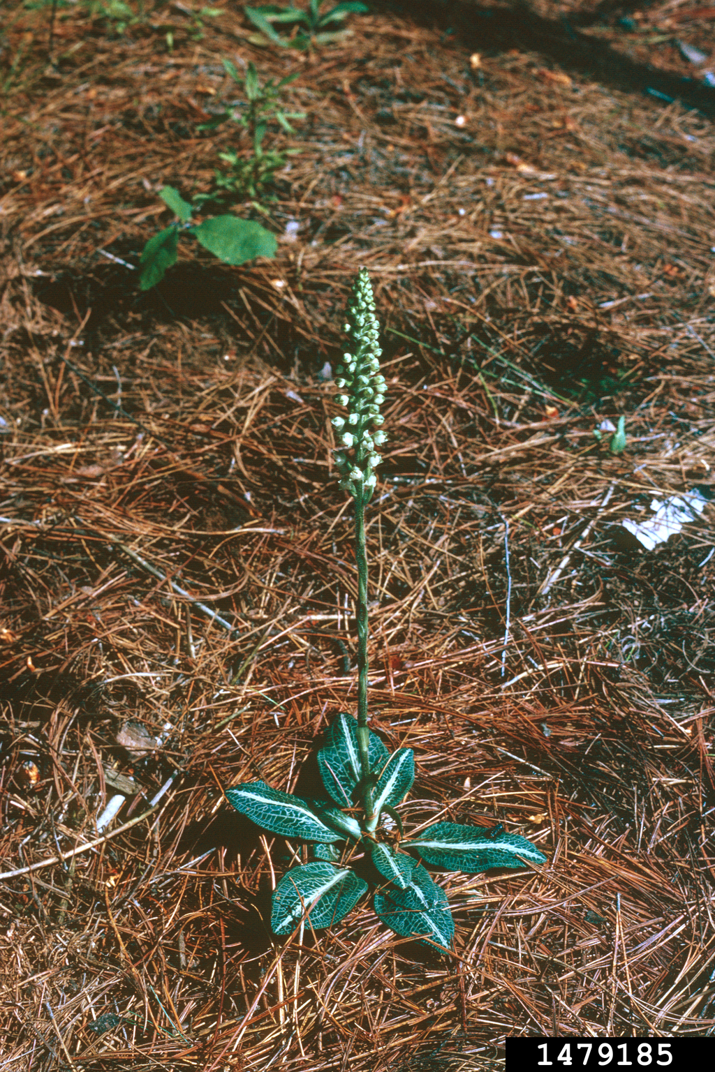 Downy Rattlesnake Plantain Goodyera Pubescens 