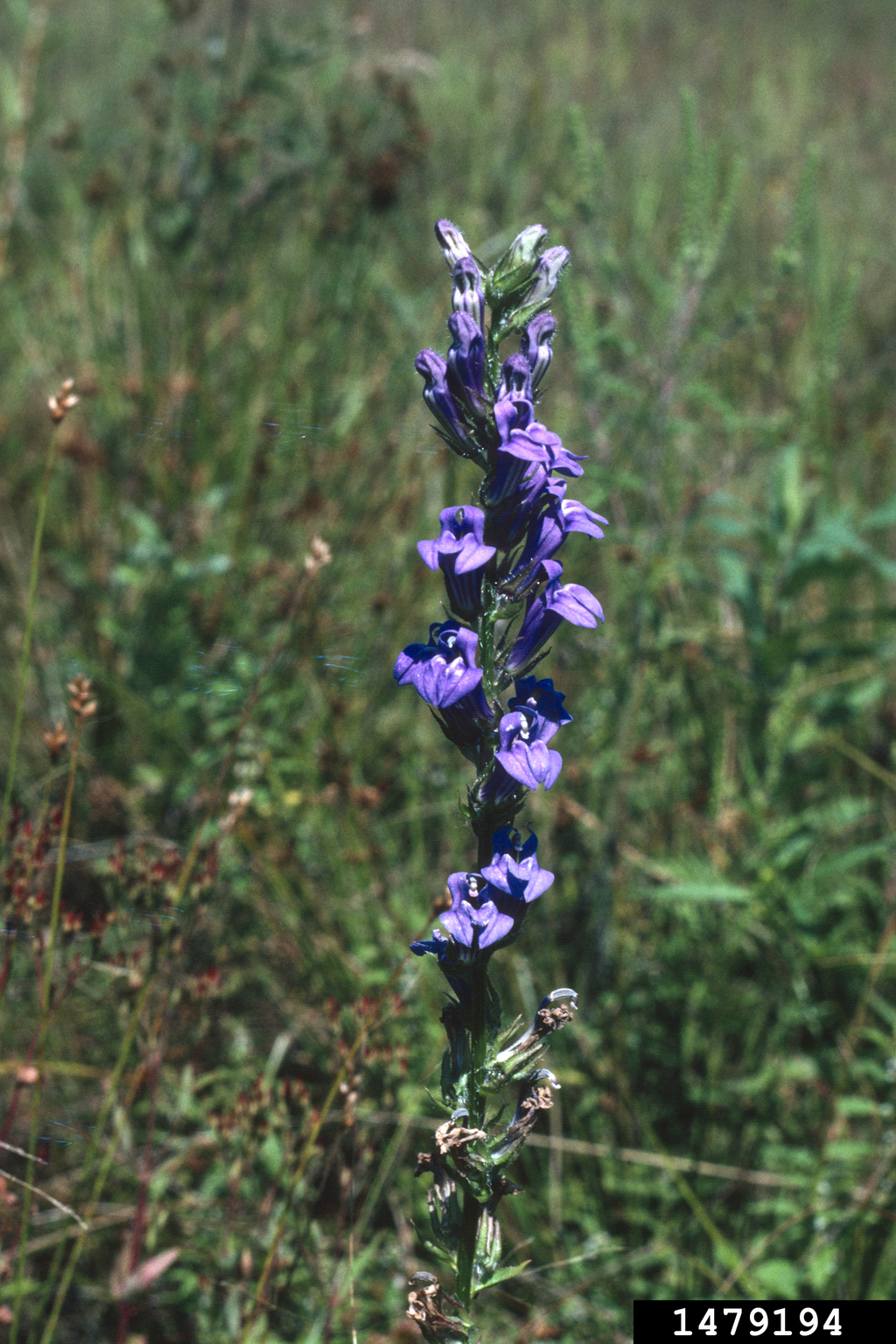 great blue lobelia, Lobelia siphilitica (Campanulales Campanulaceae