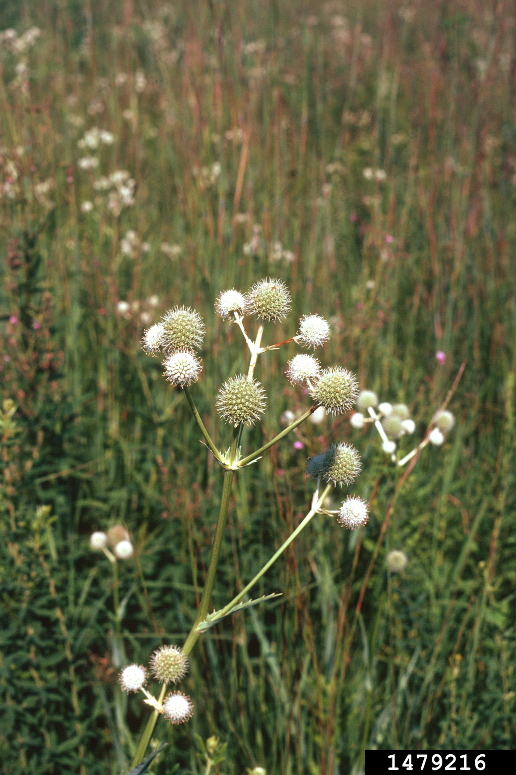 button snakeroot (Eryngium yuccifolium Michx.)