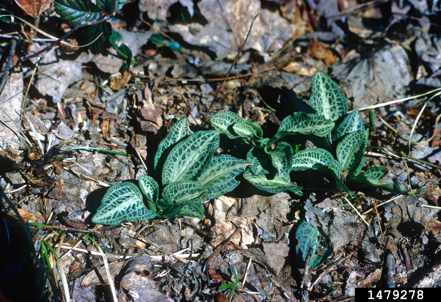 Downy Rattlesnake Plantain Goodyera Pubescens 